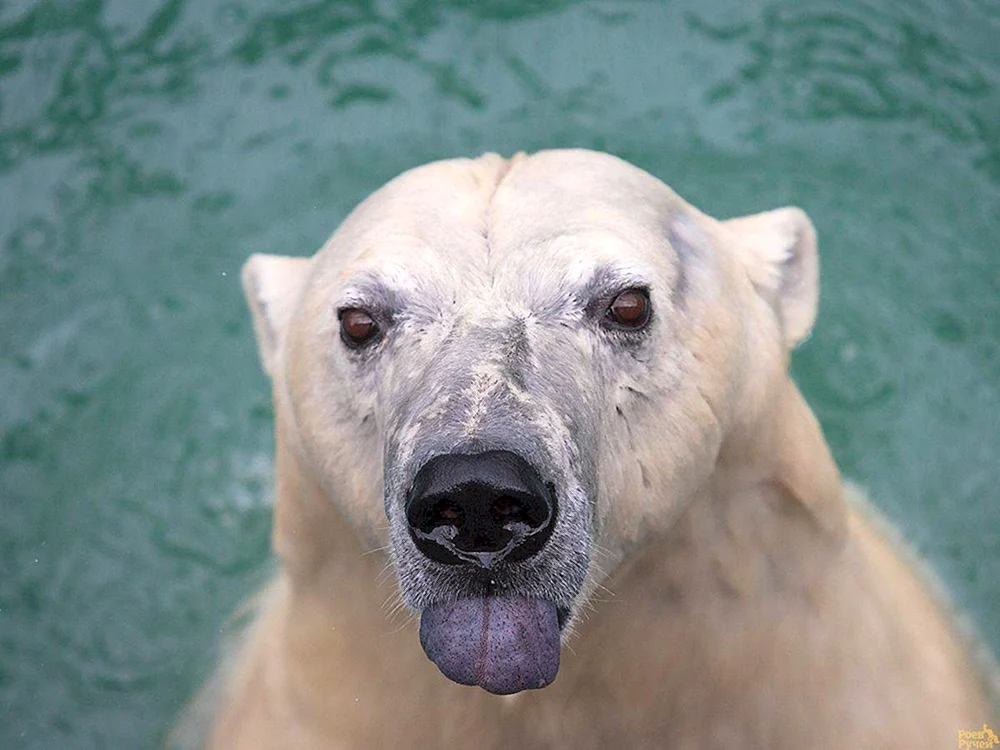 Kahler Eisbär ohne Fell