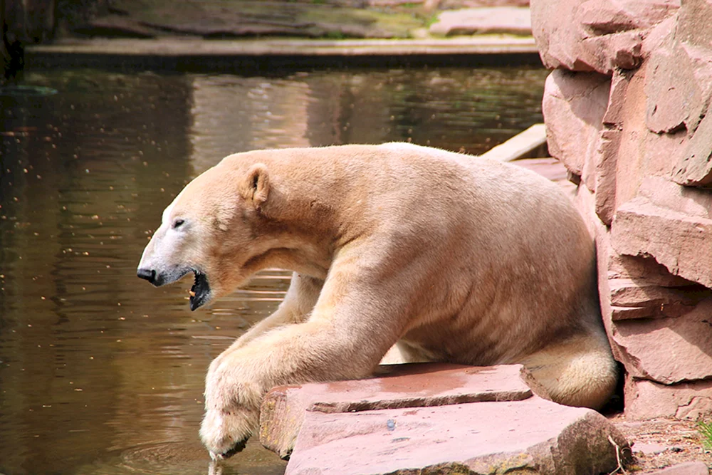 Kahler Eisbär ohne Fell