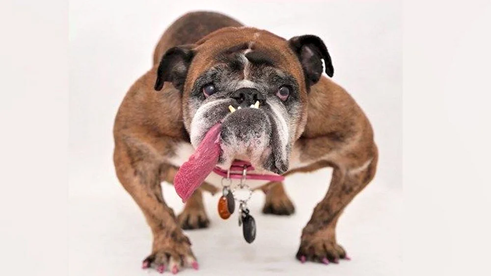 Lustige Hunde