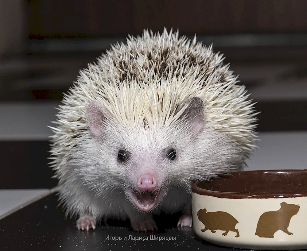 Igel Nelson