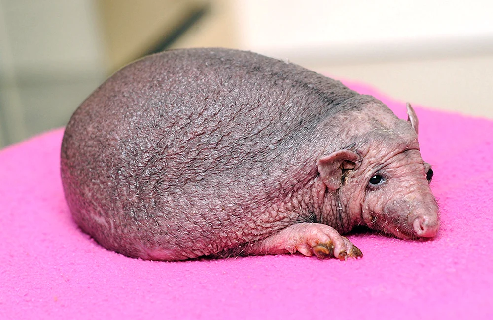 Kahler Igel