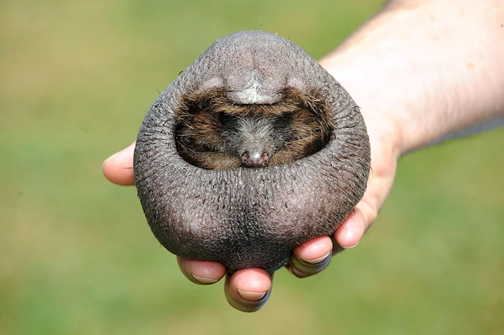 Bald Igel Nelson