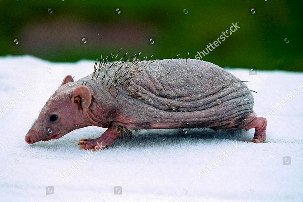 Bald. Igel Nelson