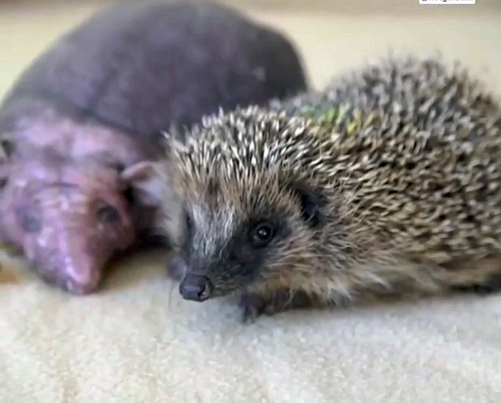 Nelson-Igel
