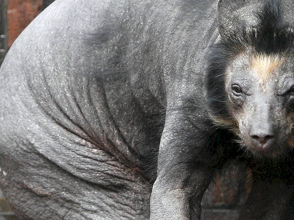 Brauner Bär ohne Fell