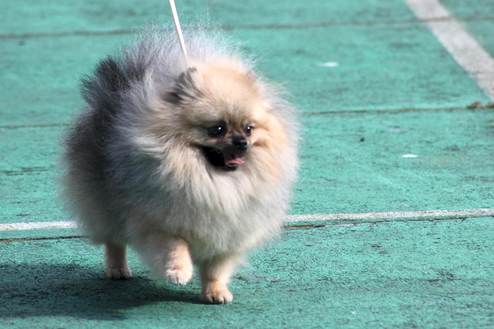 Hund Spitz Pommerscher Spitz Alopezie