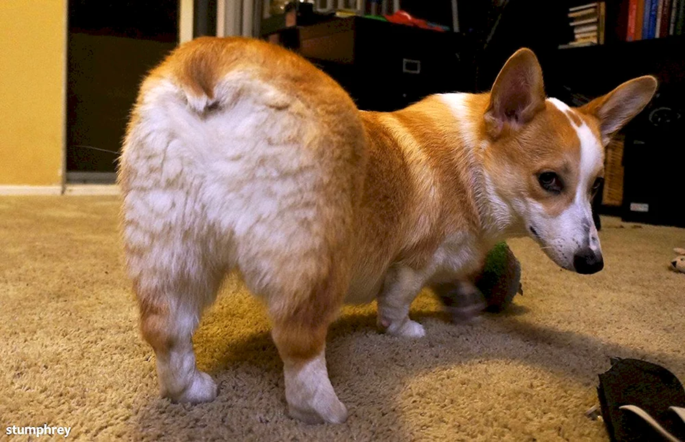 Bald Corgi Pembroke