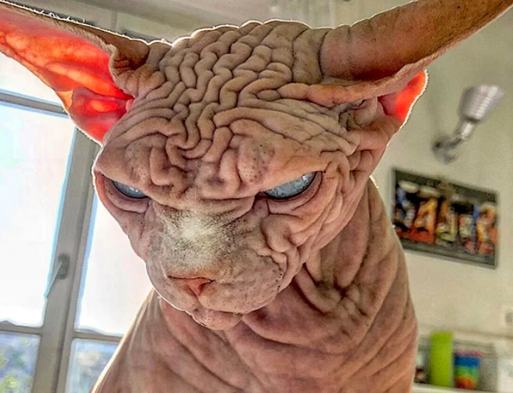 L Katze