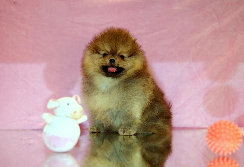 Pomeranian Lulu und Spitz Alopezie