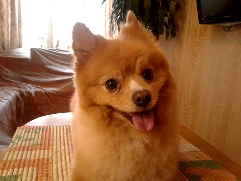 Pomeranian Dwarf Spitz
