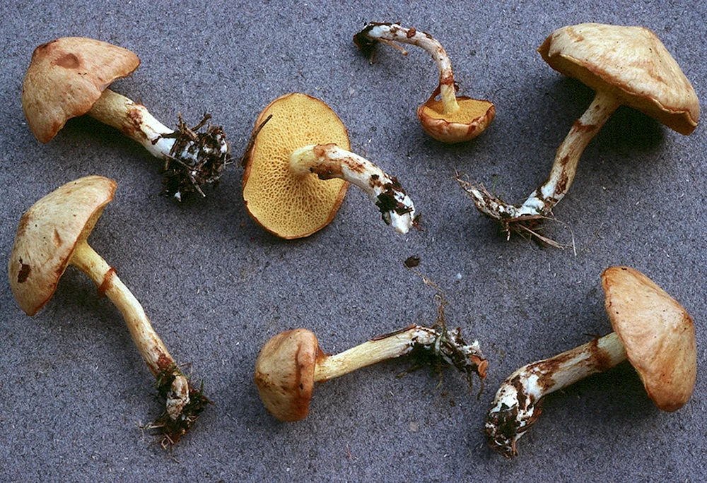 Pfefferpilz