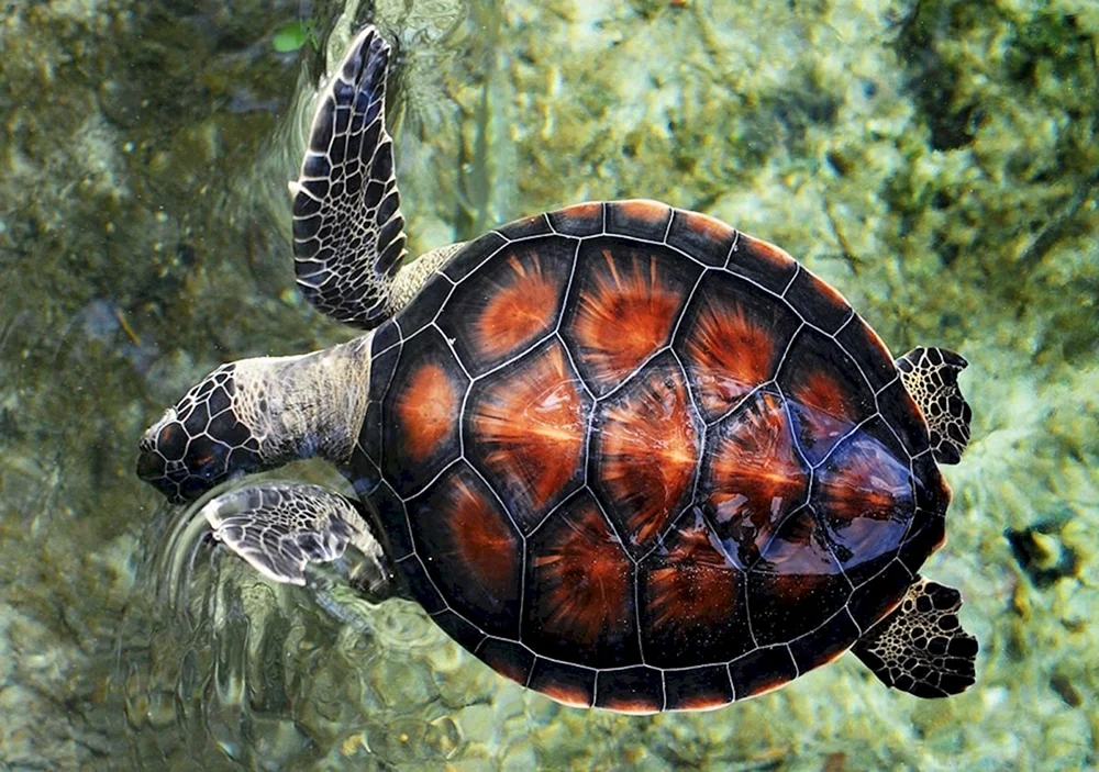 Madagassische Schnabelschildkröte