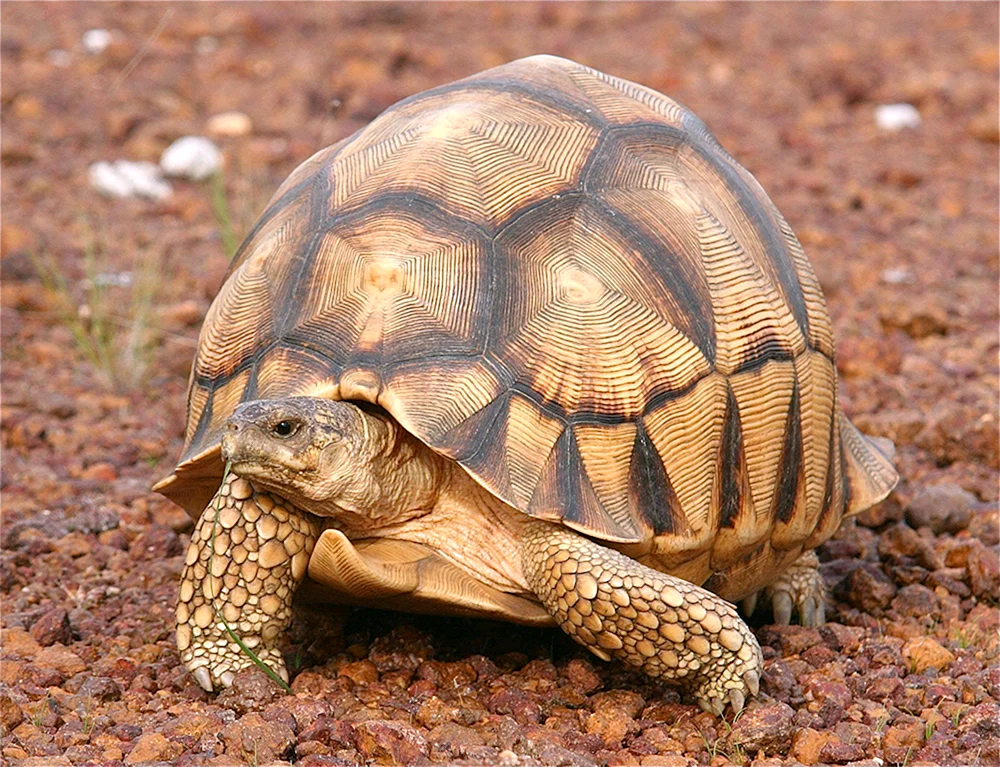 Madagassische Schnabelschildkröte