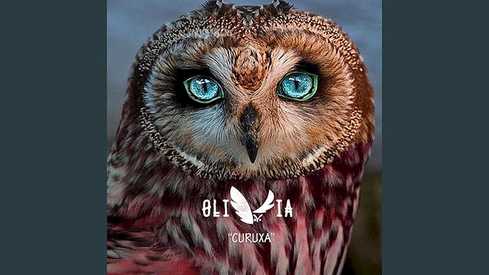 Seekauz