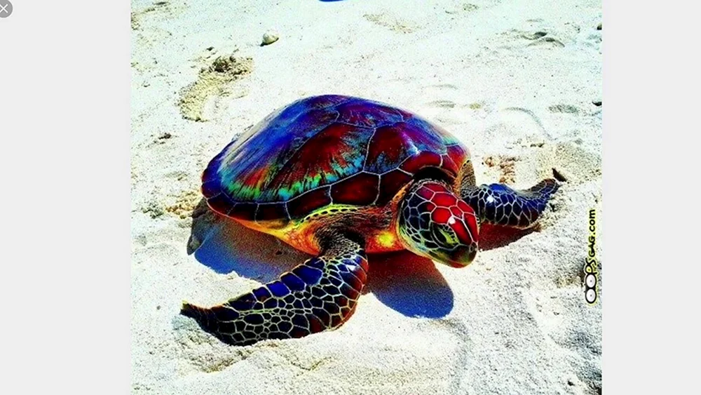 Madagassische Rochenschildkröte