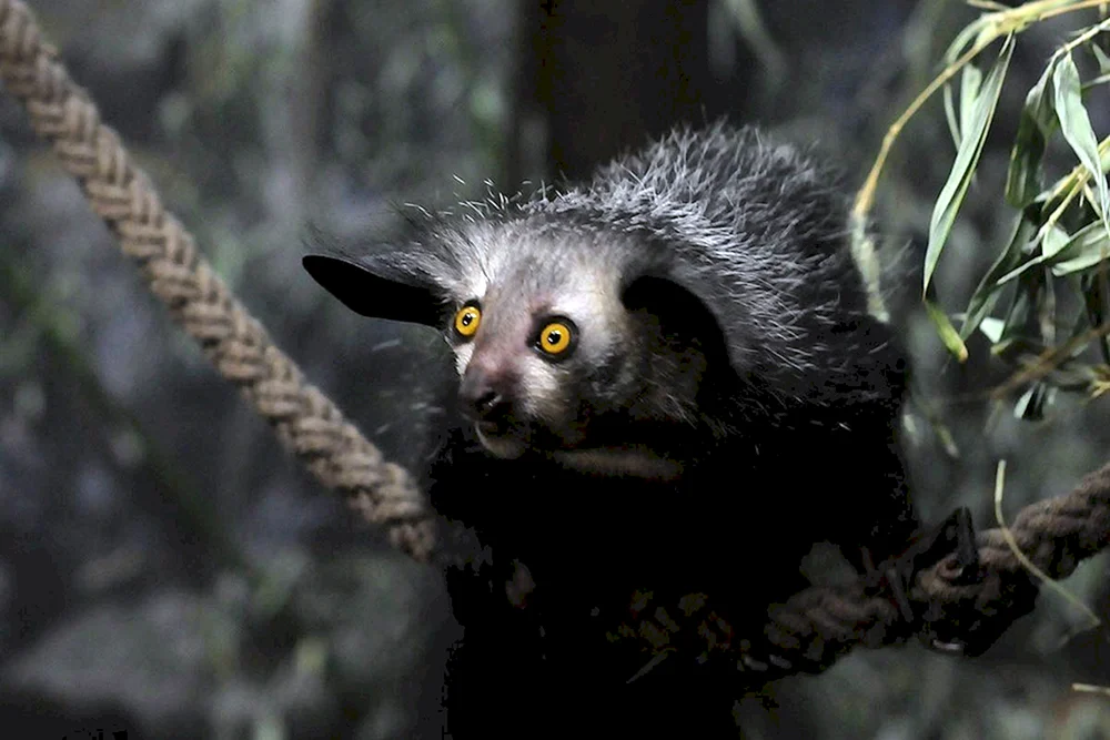 Nestbrüter