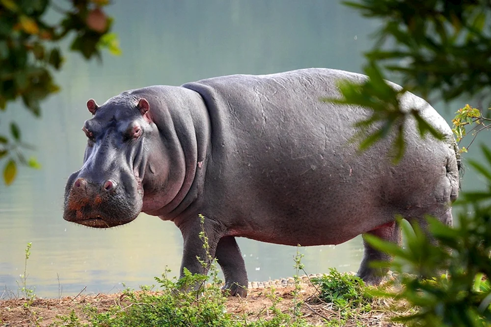 Madagaskar Zwergflusspferd Hippopotamus amphibius