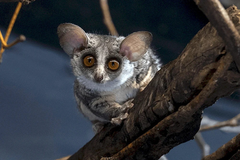 Senegal-Galago