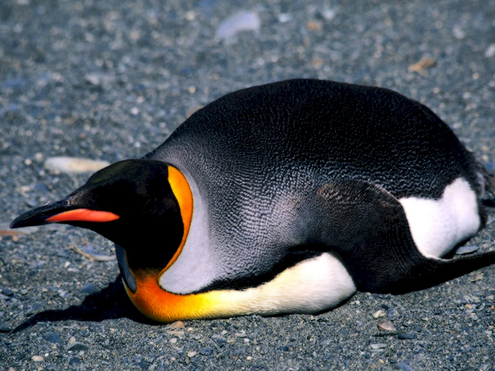 Cacapo