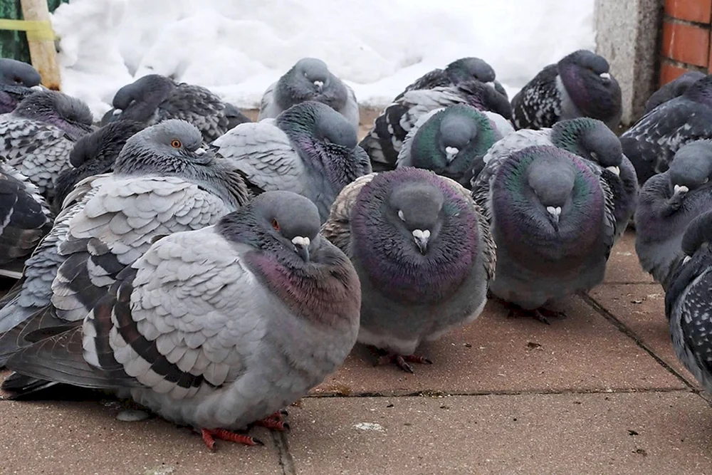 Dickkopfvogel