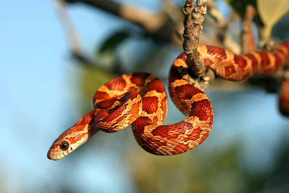 Maize gestreift