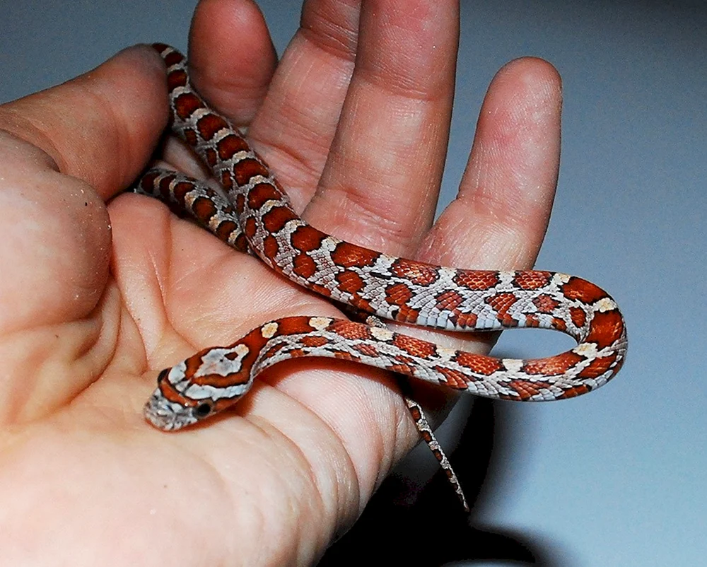 Maize gestreift
