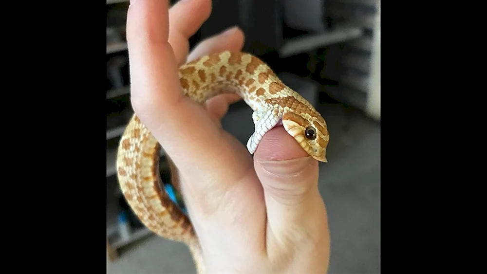 Königskobra albino gestreift