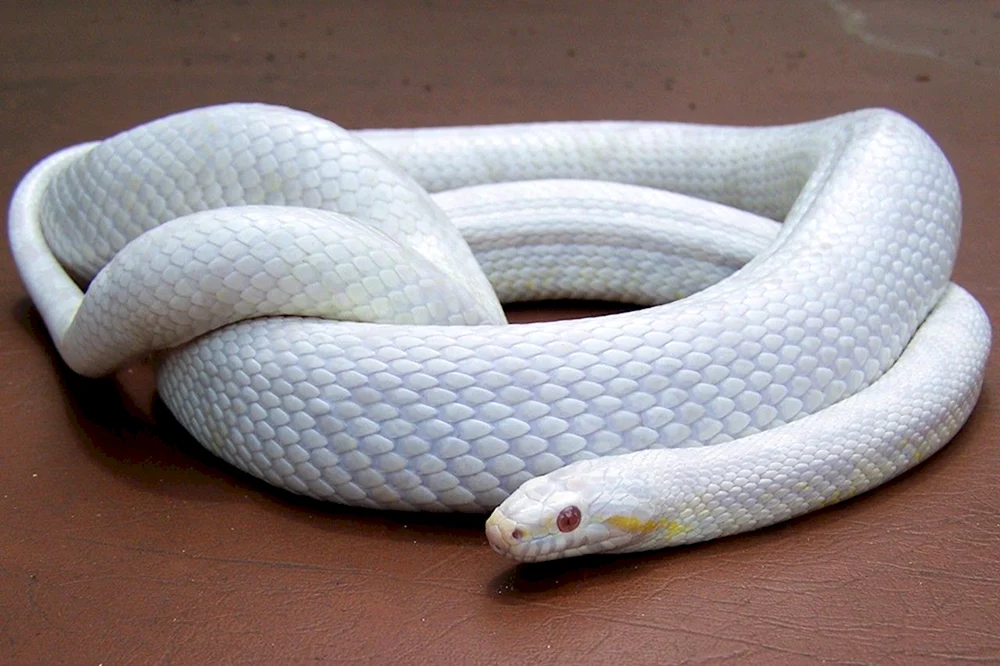 Albino-Milchpython