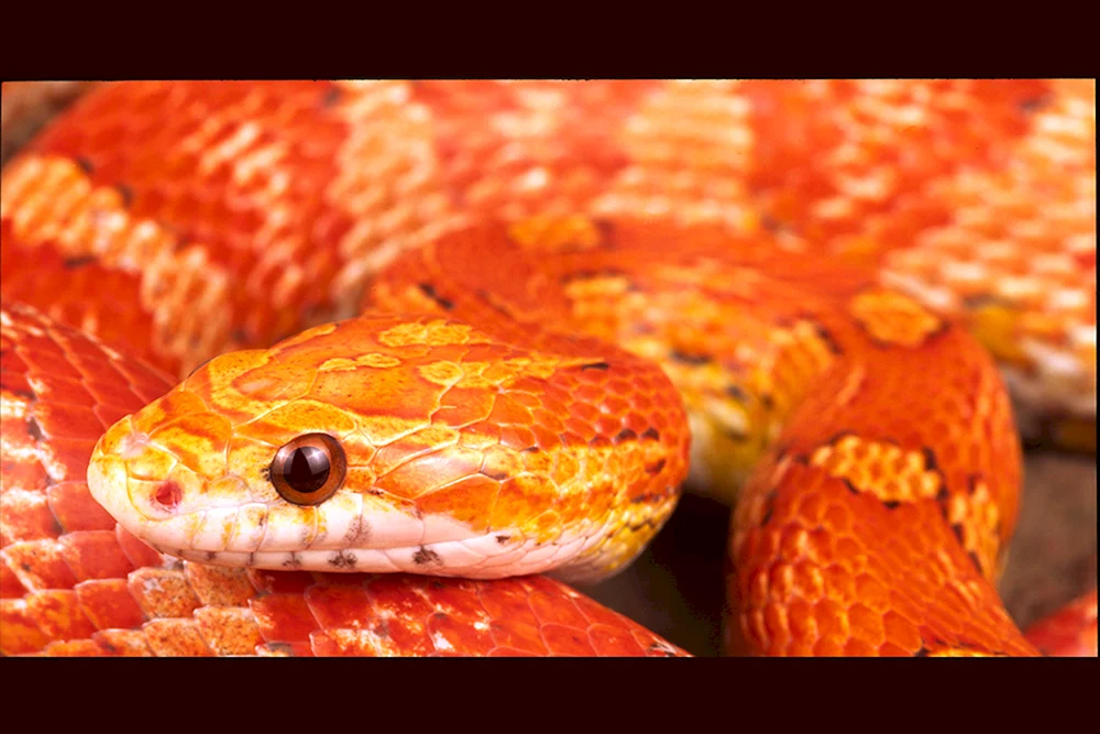 Maize gestreift albino
