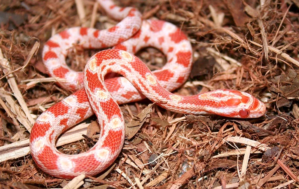 Maize gestreift albino