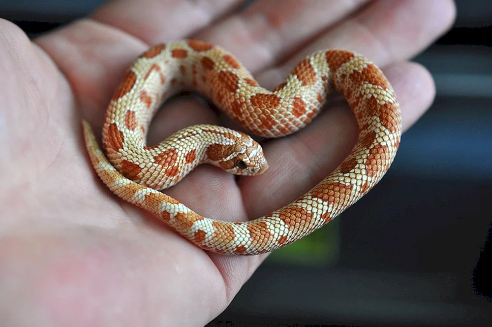 Maize Streifen Albino