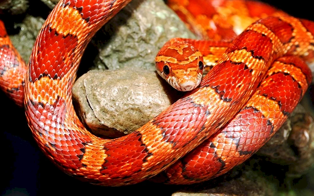 Maisestreifen orange