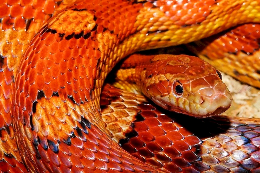 Maisestreifen orange