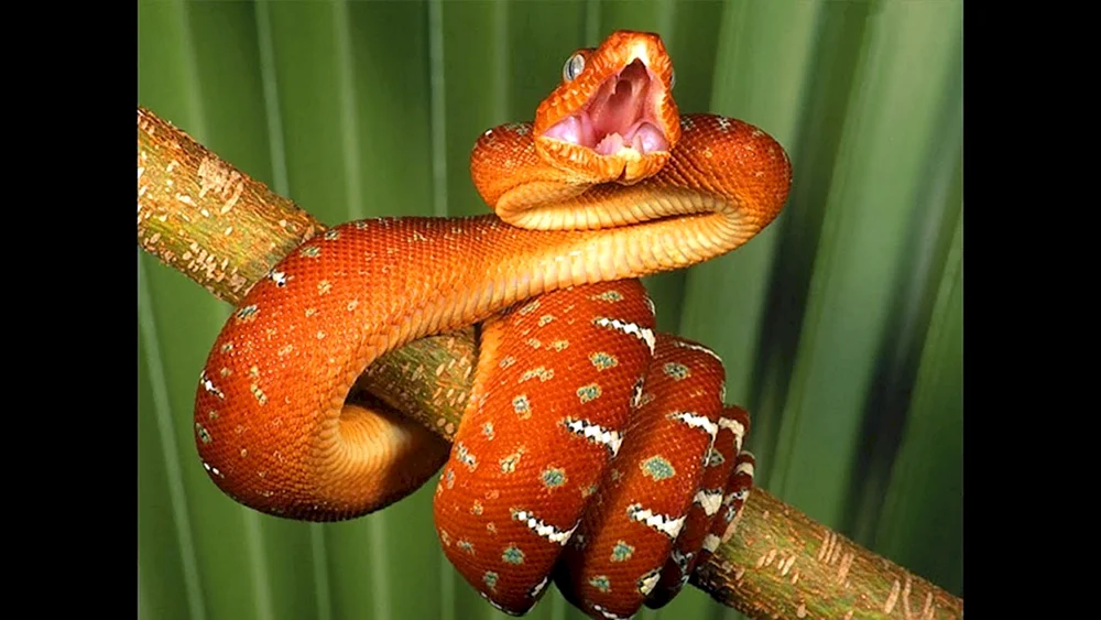Maisnatter. Orangebauchige Streifennatter