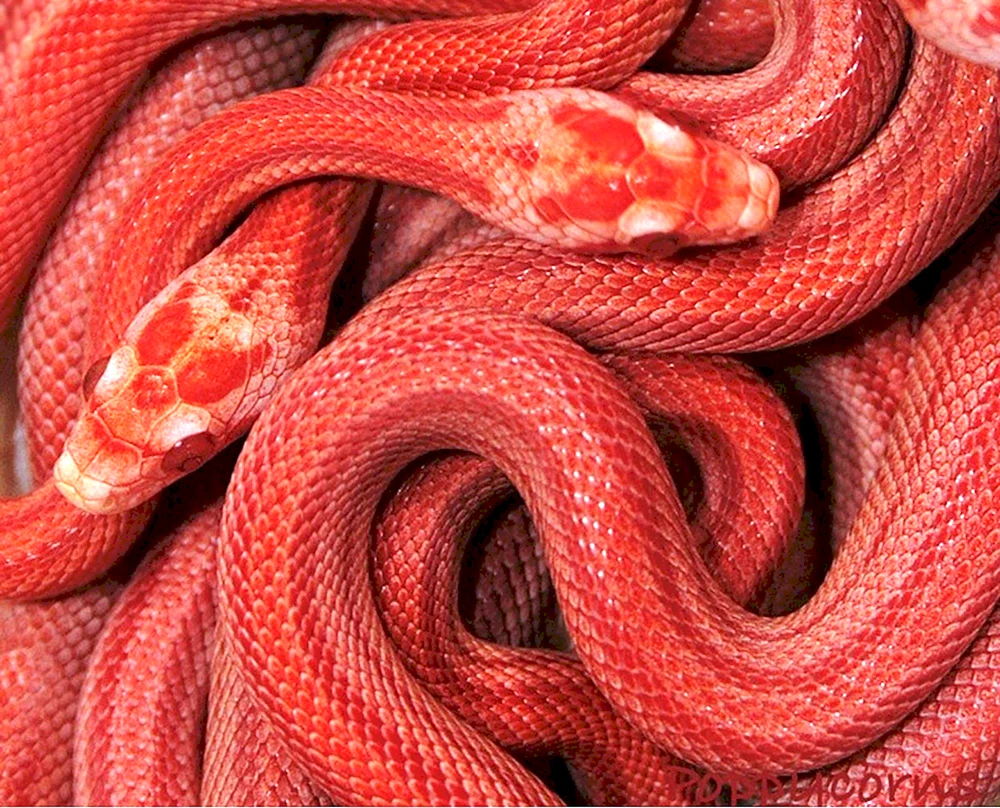 Maisstreifennatter rot