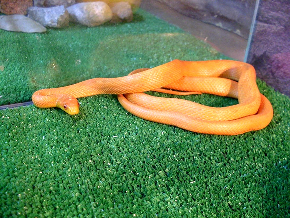 Barbados Schmalmaulnatter