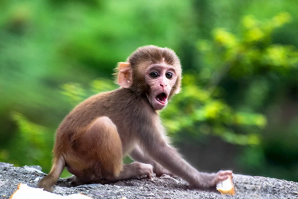 Macaca rhesus
