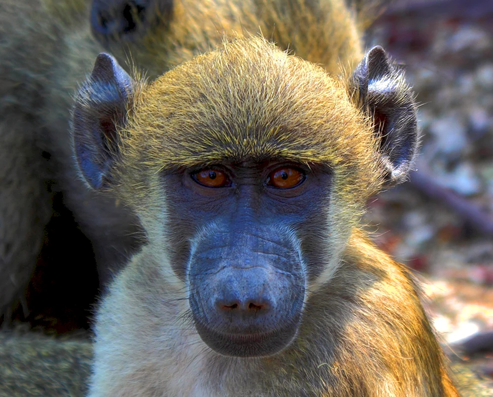 Hamadrillus jorica