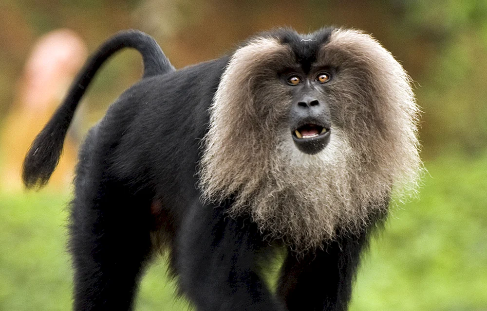 Pavian Gelada