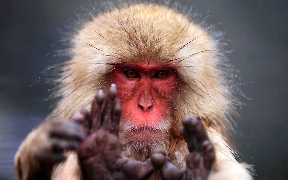Rhesus