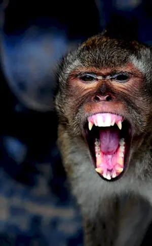 Macaca Krabbenfresser