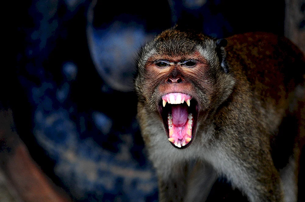 Macaca Krabbenfresser