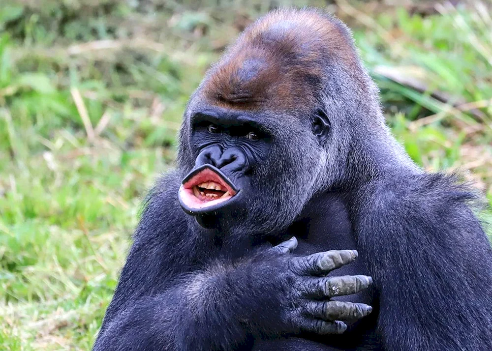 Affe