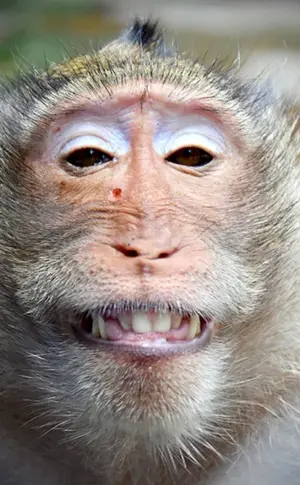 Macaca rhesus
