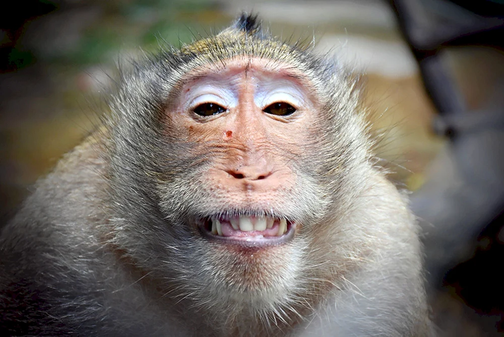 Macaca rhesus