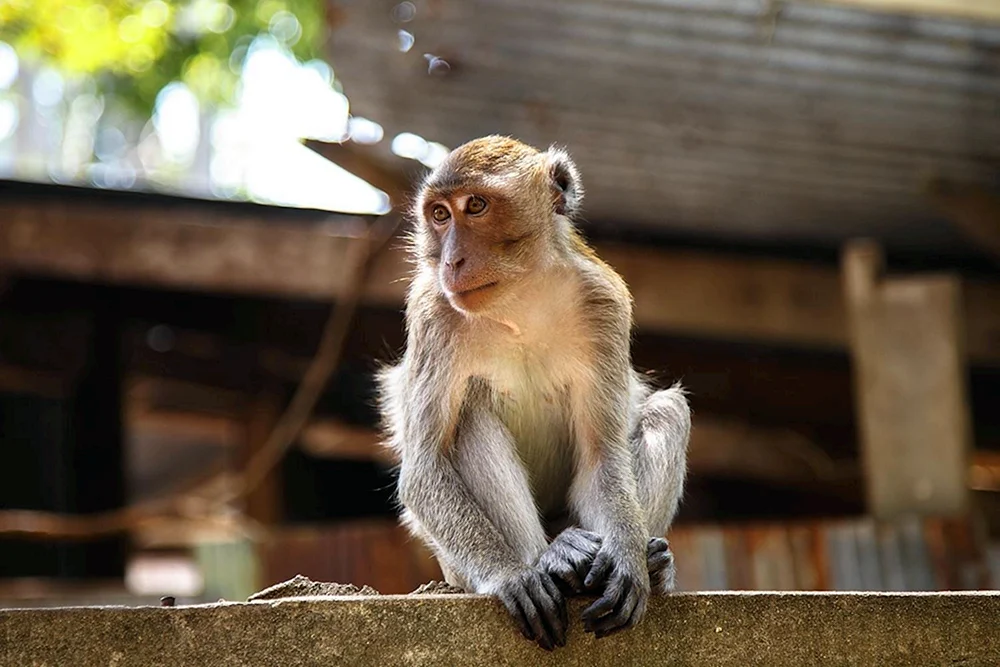 Rhesus-Affe