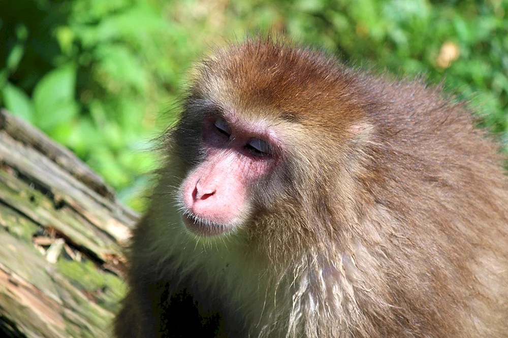 Rhesus fuscata