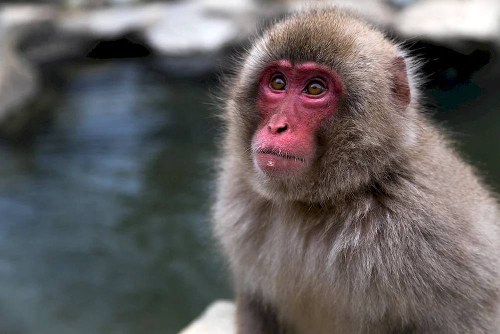 Rhesus-Affe