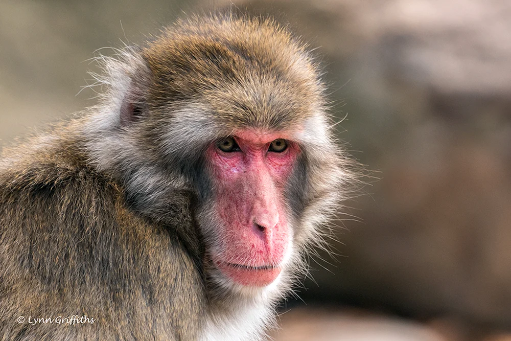Rhesus-Affen
