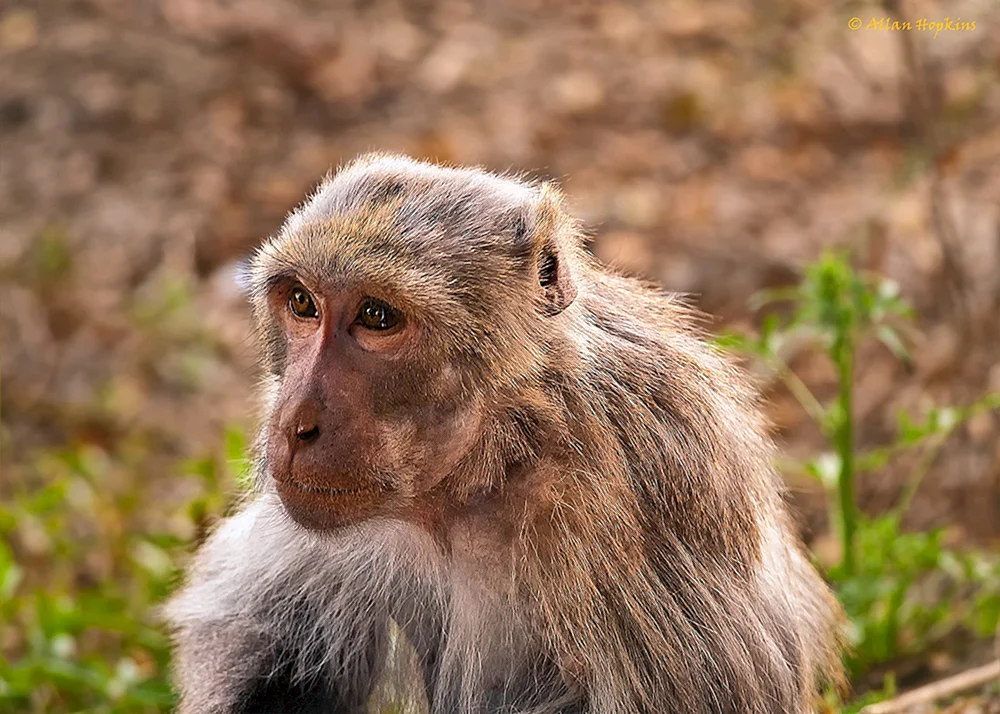 Rhesus-Affen